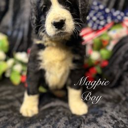 Magpie - male Golden Mountain Doodle puppy in Rockville, Minnesota from Bracha Poodles & Doodles