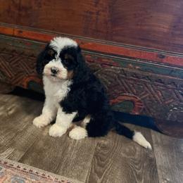 Stella - Tri-color female Bernedoodle puppy in Los Angeles, California from Bernied00dle Love