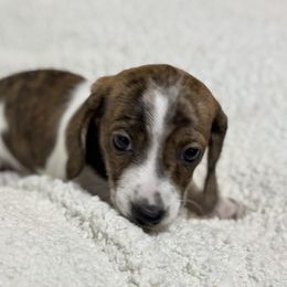 Sabrina - Piebald female Dachshund puppy in Fredonia, Arizona from Desert Horizon Dachshunds