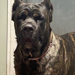 Revi - Cane Corso
