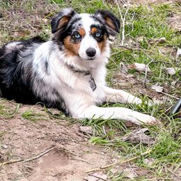 Diva - Blue merle female Toy Australian Shepherd puppy in Apache Junction, Arizona from Circle T Mini Aussies