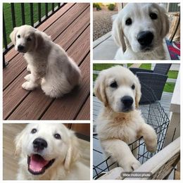 Golden Retriever Puppies from Kansas Prairie Pups
