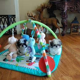 Shih Tzu Puppies from Mark's Shih Tzus