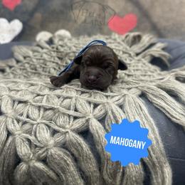 Mahogany - Chocolate female Dilute Retriever puppy in Forest City, Iowa from Helm Labs