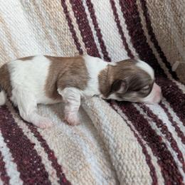 Girls 1 - Chocolate female Havanese puppy in Sebastian, Texas from Third Coast Havanese