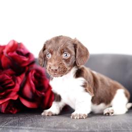 Cosmo -FULL AKC REGISTRATION- - Piebald female Dachshund puppy in Neosho, Missouri from Kenny Cave K9s