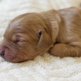 Charlie - Gray - Dark golden male Golden Retriever puppy in San Martin, California from Church Creek Retrievers