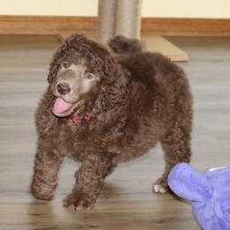 Poodle Puppies from RK'S Pets