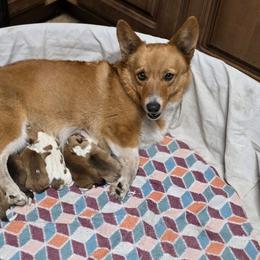 Boy 2 - Red male Pembroke Welsh Corgi puppy in Middleburg, Florida from Mulkeys Little Corgis