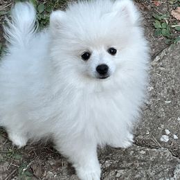 Winston - White male Pomeranian puppy in St. Louis, Missouri from Saint Louis Pomeranian babies