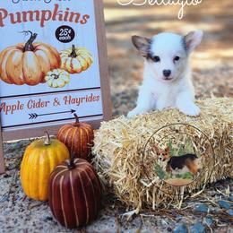 Bellagio - Gray and white female American Corgi puppy in Cameron, North Carolina from Butts Family Corgis
