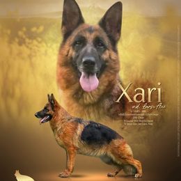 Xari - German Shepherd