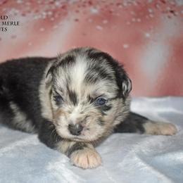 Mirabel - Blue merle female Miniature Australian Shepherd puppy in Patterson, North Carolina from DreamLine Aussies