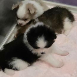 Willows black parti - Black parti male Pomeranian puppy in Maplefalls, Washington from Snow peak poms