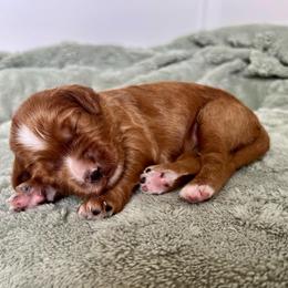 Breezy - Red  female Goldendoodle puppy in Apopka, Florida from The Classic Doodle