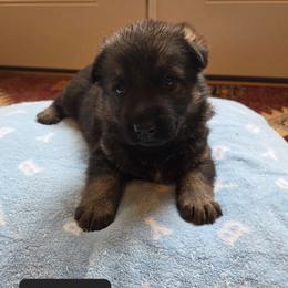 Fiona - Sable female German Shepherd puppy in Cave City, Arkansas from Bayou Valley Shepherds and American Hunt Terriers