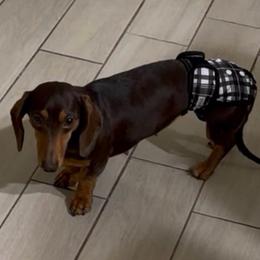 AKC Dapple, Choc And Tan Smooth - Dapple female Dachshund puppy in Horizon City, Texas from Willipaws