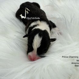 Prince Charming - Black and white male American Corgi puppy in Casper, Wyoming from Flying Note Shorties