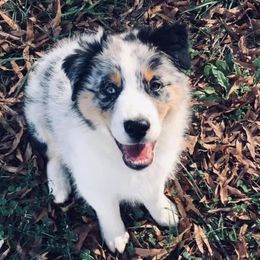 Australian Shepherd Puppies from Satterfield Family Farms