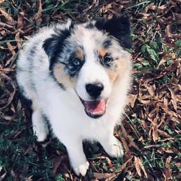 Australian Shepherd Puppies from Satterfield Family Farms