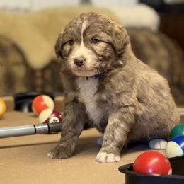 Heath - Red merle male Aussiedoodle puppy in Sheridan, Arkansas from Runnin’ Wild Ranch Aussies
