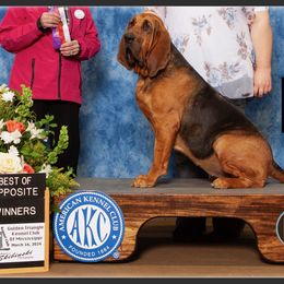 Bloodhound Puppies from Rays Of Sunshine Bloodhounds