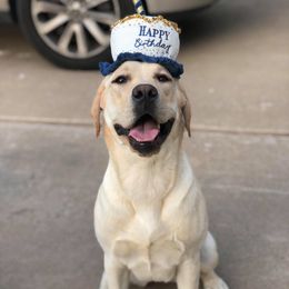 Labrador Retriever Puppies from BOI Gulf Coast Labradors