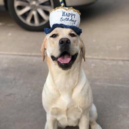 Labrador Retriever Puppies from BOI Gulf Coast Labradors