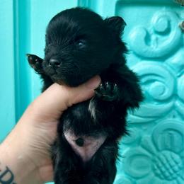 Henry - Black male Pomeranian puppy in Springfield, Missouri from Hope Mountain Pomeranians