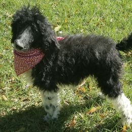 Poodles from Salleephollowfarm