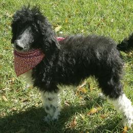 Poodles from Salleephollowfarm