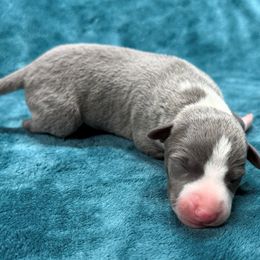 Cyan - Blue male Whippet puppy in Gentry, Arkansas from Mardel Robeson of Mulberry Hollow Whippets