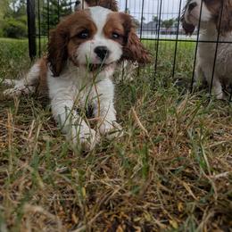 Cavalier King Charles Spaniel Puppies from Ohana Cavaliers