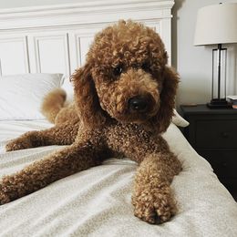 Teddy - Poodle