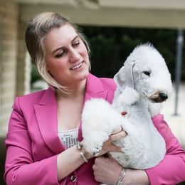 Bedlington Terrier All Grown Up from LAMZ Bedlington Terriers