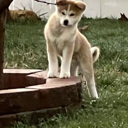 Red - Japanese Akitainu