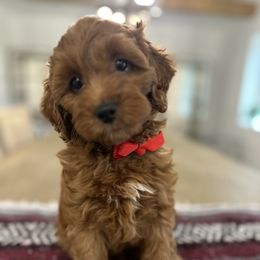 Nutmeg - Red  male Goldendoodle puppy in Sacramento, California from Creamy Retrievers
