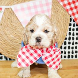 Cane - Buff male Cocker Spaniel puppy in Rattan, Oklahoma from Double M Cocker Spaniels