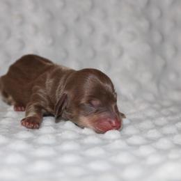 Coco - Chocolate and tan female Dachshund puppy in Paris, Texas from Kuttin’ Up Mini Aussies