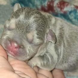 Vienna - Tricolors female French Bulldog puppy in Graham, Washington from Kristy's French Bulldogs & Mini Schnauzers