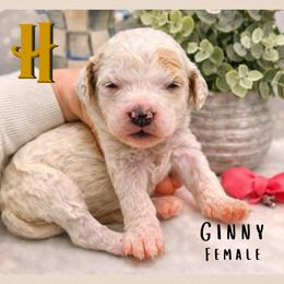 Ginny - Parti female Goldendoodle puppy in Hilton, New York from The House of Goldendoodle