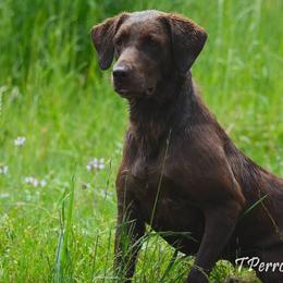 Labrador Retriever All Grown Up from Champion Retrievers