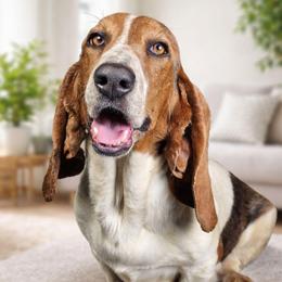 Flynn - Basset Hound