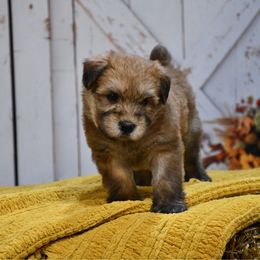 Snooze - Wheaten male Soft Coated Wheaten Terrier puppy in Kirksville, Missouri from BellSharps Australian Shepherds