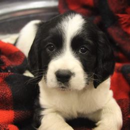 English Springer Spaniel Puppies from South Fork Springers