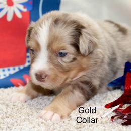 Gold Collar - Red merle male Miniature Australian Shepherd puppy in Ronan, Montana from Dirt Road Aussie’s of Montana