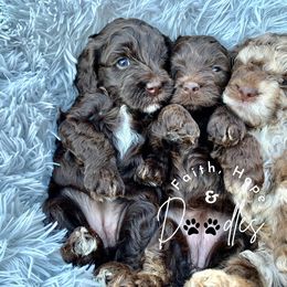 Australian Labradoodle, Cavapoo, and Cockapoo Puppies from Faith, Hope, and Doodles