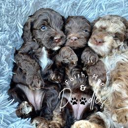 Australian Labradoodle, Cavapoo, and Cockapoo Puppies from Faith, Hope, and Doodles