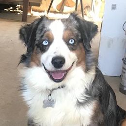 Miniature American Shepherds from AP Ranch Mini Aussies