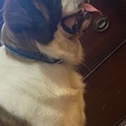 Saint Bernards from B&B Saints
